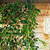 Windhager Faltspalier (B x H: 180 x 60 cm, Holz, Natur)