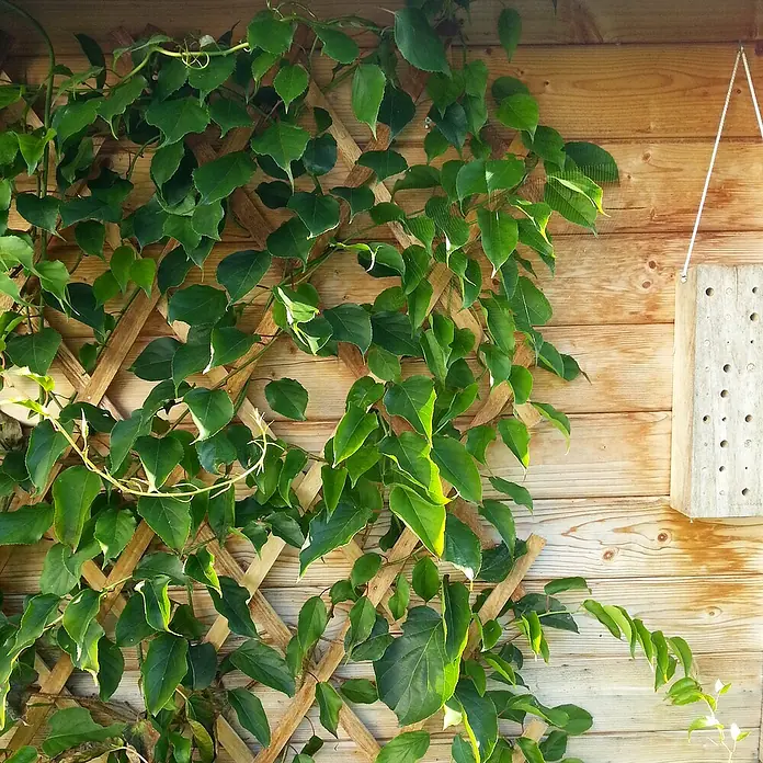 Windhager Faltspalier - B x H: 180 x 60 cm, Holz, Natur - Holzwand mit Kletterpflanze und einem kleinen Insektenhotel, das an einem Seil hängt, umgeben von üppigem Grün.