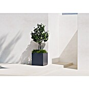 Herstera Garden Pflanzkübel eckig Cube (L x B x H: 70 x 70 x 70 cm) | BAUHAUS