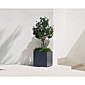 Herstera Garden Pflanzkübel eckig Cube (L x B x H: 50 x 50 x 50 cm) | BAUHAUS