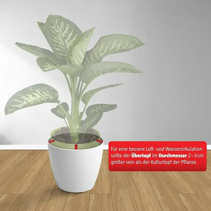 Piardino Drachenbaum 'Lemon Surprise'Dracaena deremensis 'Lemon Surprise', Dunkelgrün/Hellgrün - Informationsansicht