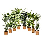 Piardino Grünpflanzen (Topfgröße: 24 cm)
