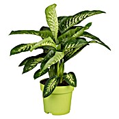 Piardino Dieffenbachie (Topfgröße: 23 cm, Panaschiert)