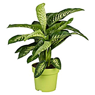 Piardino Dieffenbachie (Dieffenbachia maculata, Topfgröße: 24 cm, Gelb/Grün)