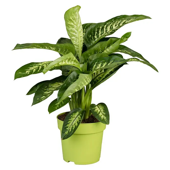 Piardino Dieffenbachie - Dieffenbachia maculata, Topfgröße: 24 cm, Gelb/Grün - Dieffenbachia in einem hellgrünen Topf. Die Pflanze hat große, grün-weiß gemusterte Blätter, die eine elegante Erscheinung verleihen.