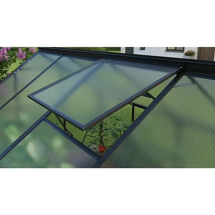 Vitavia Gewächshaus-Dachfenster Eos/Pluto - L x B x H: 66,7 cm x 73,5 cm x 30 mm, Schwarz - Das Bild zeigt ein Gewächshausfenster, das geöffnet ist und Einblick auf eine Tomatenpflanze im Inneren gibt. Das Fenster ist aus transparentem Kunststoff.