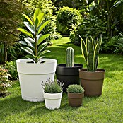 Deroma Save Maceta para planta (Dimensiones externas (Ø x Al): 20 x 18,1 cm, Plástico, Marrón) | BAUHAUS