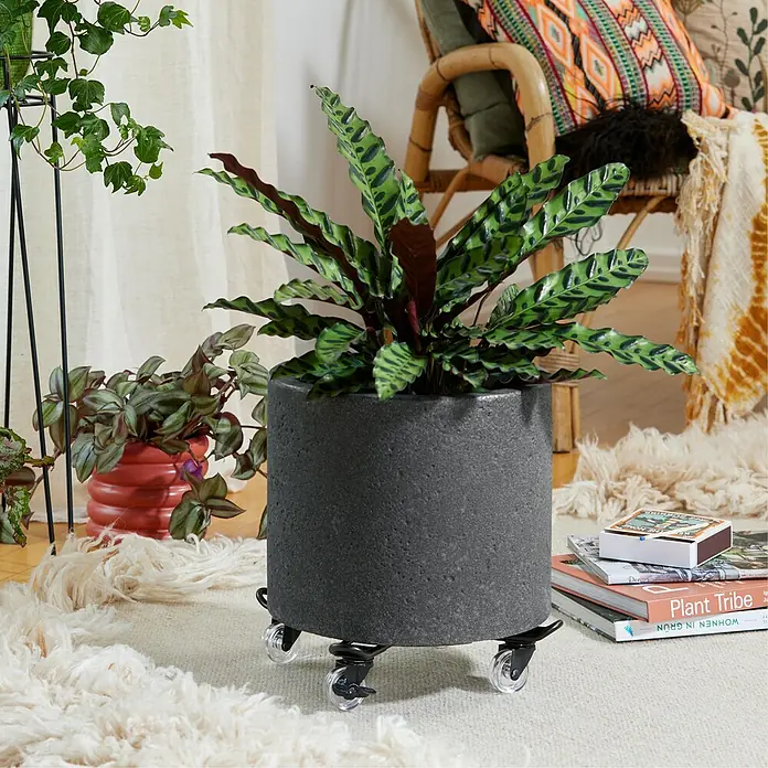 Wagner System Pflanzenroller Draht - L x B x H: 33 x 33 x 7 cm, Stahl, Schwarz, Max. Belastung: 60 kg - Ein Calathea Rufibarba in einem grauen Topf auf Rädern, platziert auf einem Teppich mit Büchern und anderen Pflanzen im Hintergrund.