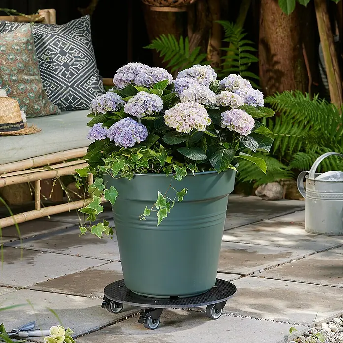 Wagner System Pflanzenroller HPL Black GH0630 - Schwarz, Max. Belastung: 100 kg - Ein grüner Blumentopf mit lila Hortensien darauf steht auf einer rollbaren Unterlage im Garten. Erleichtert das Bewegen schwerer Pflanzen.