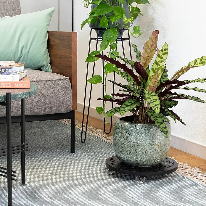 Wagner System Pflanzenroller Steel Retro - Stahl, Schwarz, Max. Belastung: 50 kg - Ein Calathea Rufibarba in einem grünen Topf, der auf einem schwarzen Pflanzenroller mit Rädern auf einem gewebten Teppich steht.