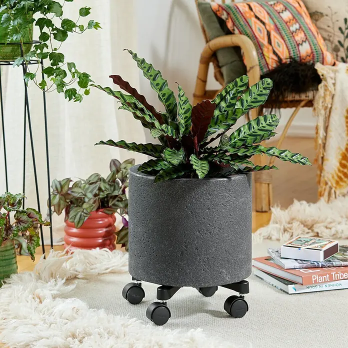 Wagner System Pflanzenroller Cross - Aluminium, Schwarz, Max. Belastung: 60 kg - Ein grauer Pflanzenübertopf mit Rädern steht auf einem Teppich. Er enthält eine Calathea Rufibarba Pflanze.