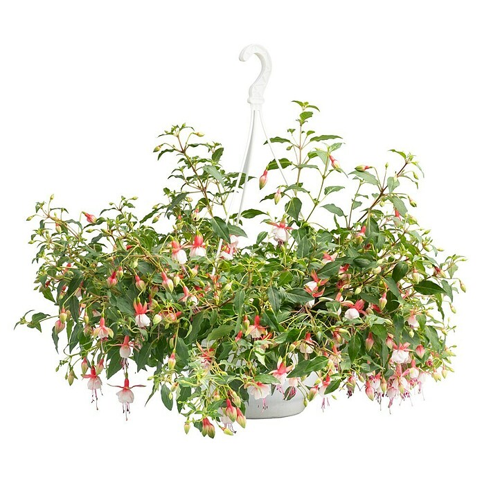 Fuchsia Hybride 25 Ampel i.F. gem.