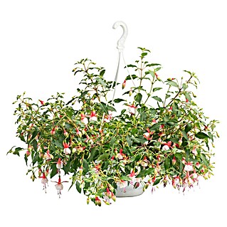 Piardino Fuchsie Ampelpflanzung (Fuchsia Hybride, Blütenfarbe: Mehrfarbig)