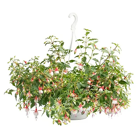 Piardino Fuchsie Ampelpflanzung