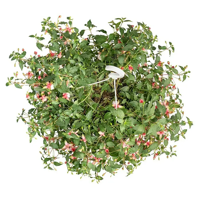 Piardino Fuchsie Ampelpflanzung - Fuchsia Hybride, Blütenfarbe: Mehrfarbig - Nahaufnahme einer üppigen Fuchsie-Pflanze in einem Topf, mit zarten Blüten und grünen Blättern.