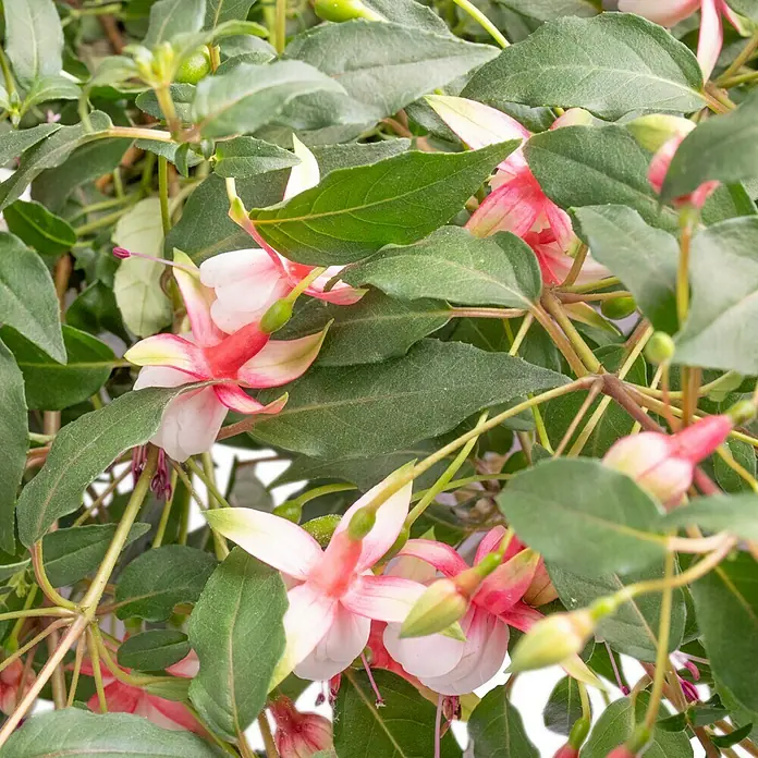 Piardino Fuchsie Ampelpflanzung - Fuchsia Hybride, Blütenfarbe: Mehrfarbig - Nahaufnahme von eleganten Fuchsiablüten mit zarten rosa-weißen Blütenblättern und üppigem grünen Laub, die die Schönheit der Natur zeigen.