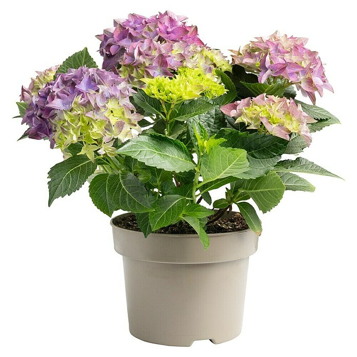 Hydrangea macrophylla 5 blau