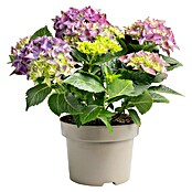 Hydrangea macrophylla 5 blau