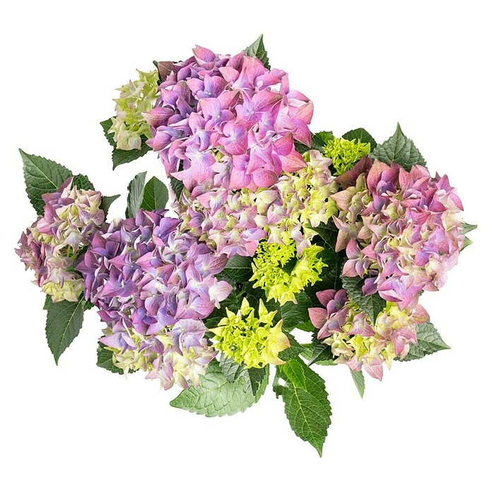 Hydrangea macrophylla 5 blau