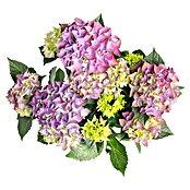 Hydrangea macrophylla 5 blau
