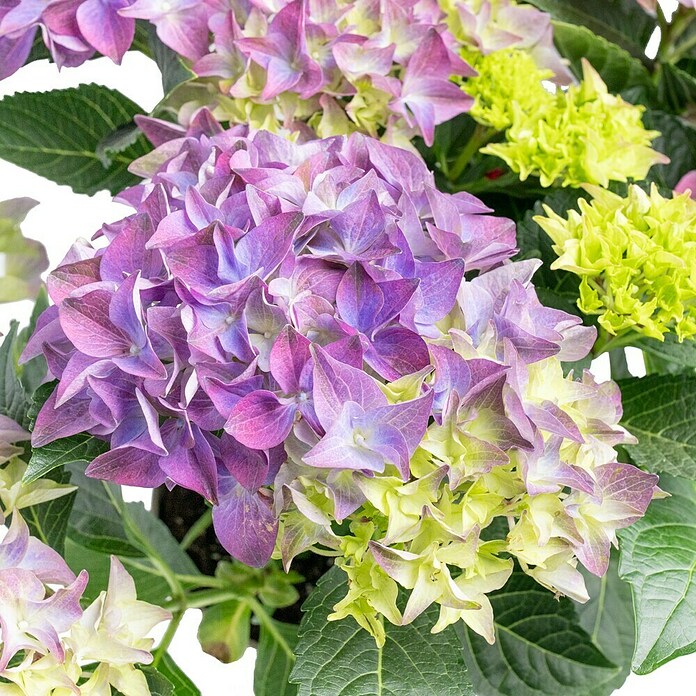 Hydrangea macrophylla 5 blau
