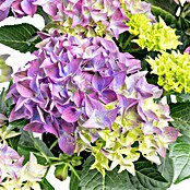Hydrangea macrophylla 5 blau