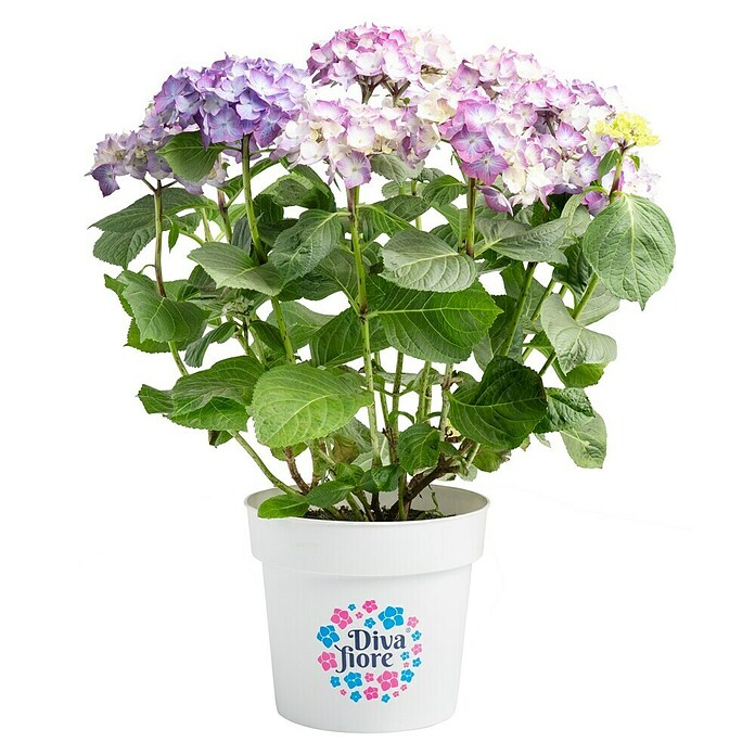 Piardino Hortensie (Topfgröße: 5 l)