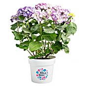 Piardino Hortensie (Topfgröße: 5 l)