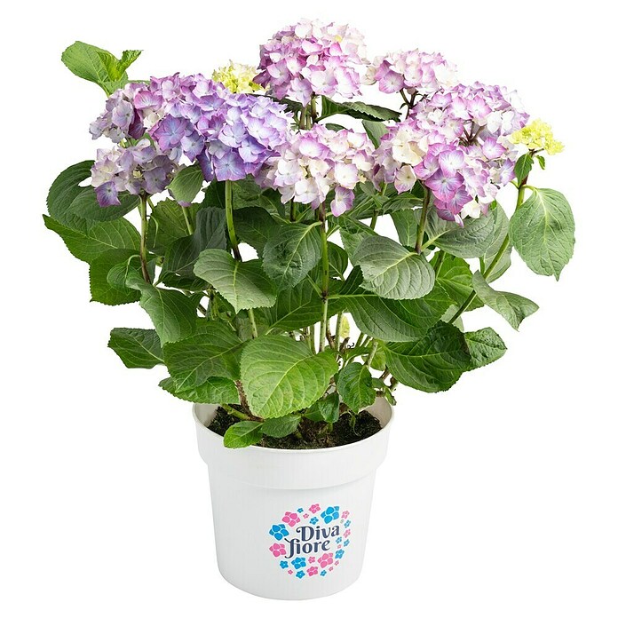 Piardino Hortensie (Topfgröße: 5 l)