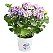Piardino Hortensie (Topfgröße: 5 l)