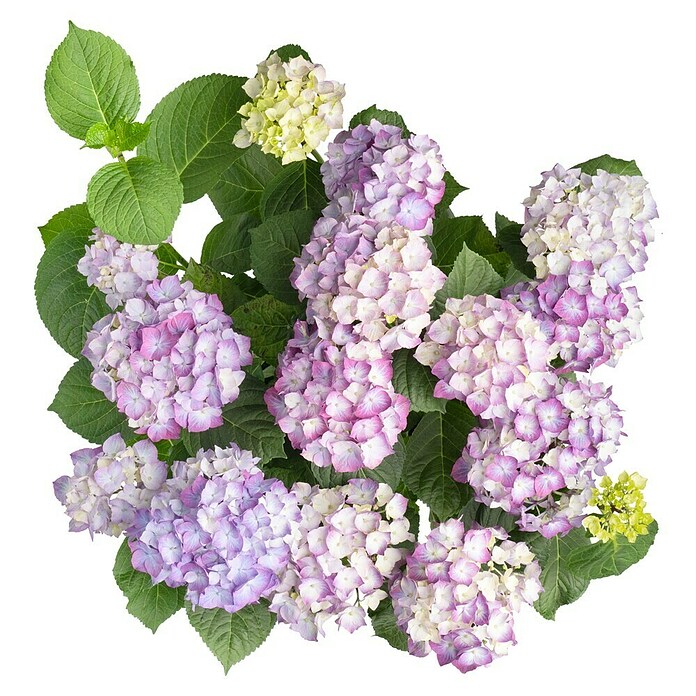 Piardino Hortensie (Topfgröße: 5 l)