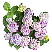 Piardino Hortensie (Topfgröße: 5 l)