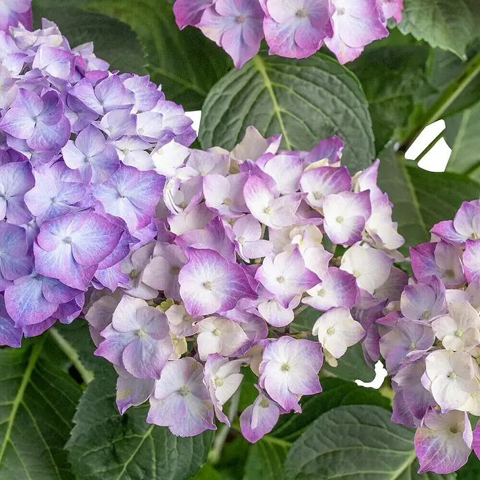Piardino Hortensie - Hydrangea macrophylla 'Diva Fiore', je nach Verfügbarkeit - Nahaufnahme von lila Hortensienblüten mit grünen Blättern.