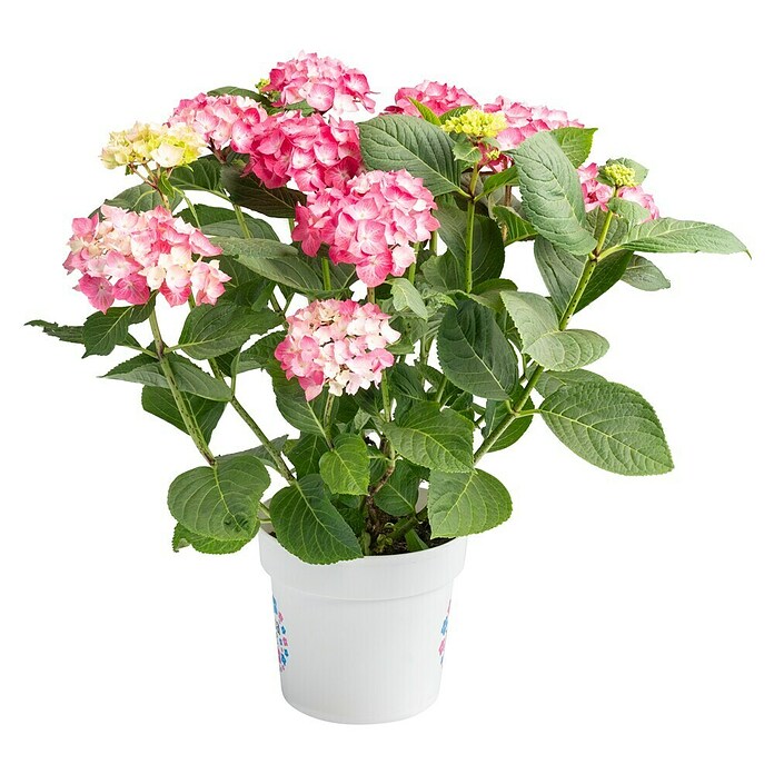 Piardino Hortensie (Topfgröße: 5 l)