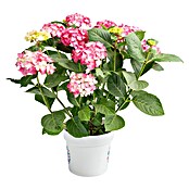 Piardino Hortensie (Topfgröße: 5 l)