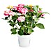 Piardino Hortensie 