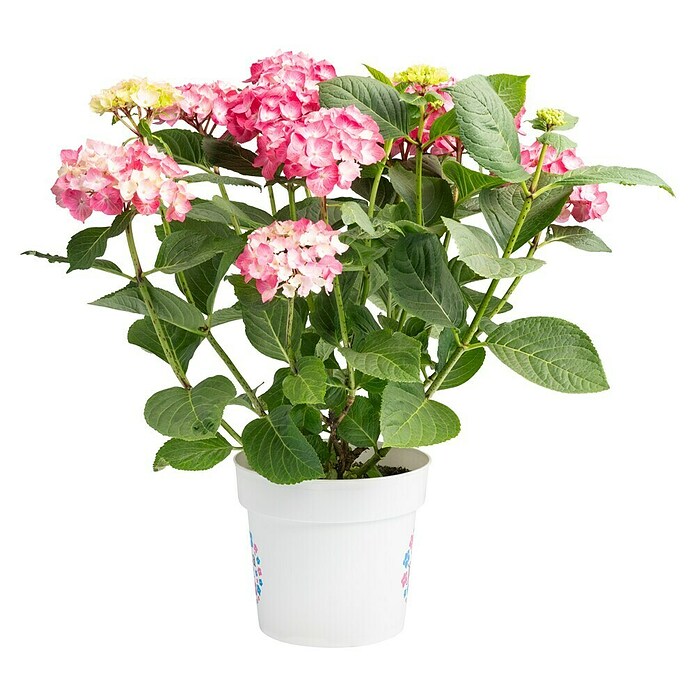 Piardino Hortensie (Topfgröße: 5 l)