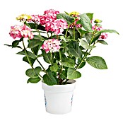 Piardino Hortensie (Topfgröße: 5 l)
