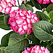 Piardino Hortensie (Topfgröße: 5 l)
