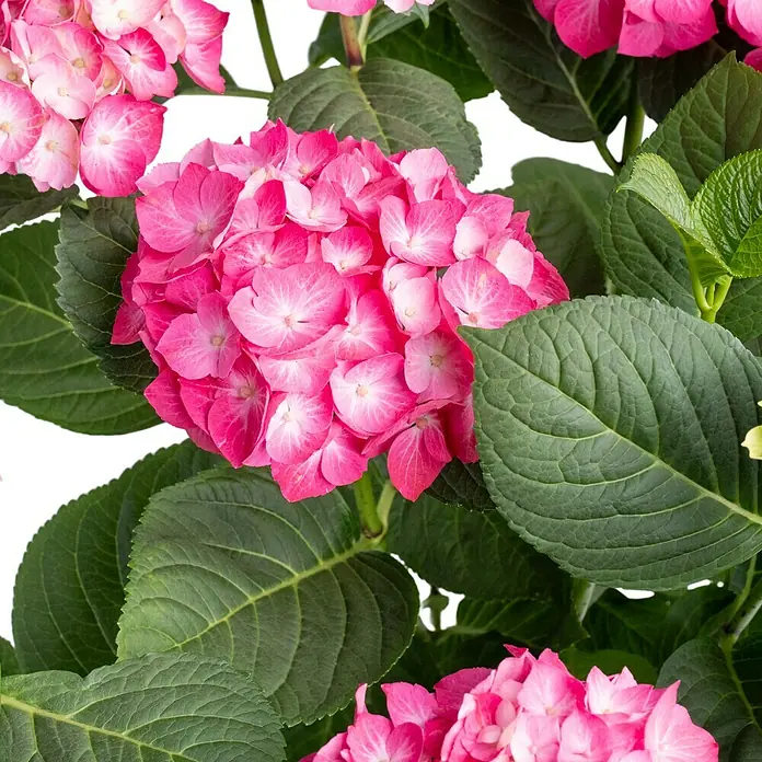 Piardino Hortensie - Hydrangea macrophylla 'Diva Fiore', je nach Verfügbarkeit - Nahaufnahme einer rosa Hortensie mit üppigen grünen Blättern, die die zarten Blüten hervorheben.