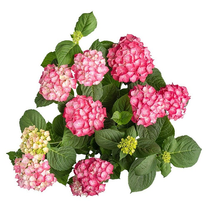 Piardino Hortensie (Topfgröße: 5 l)