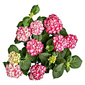 Piardino Hortensie (Topfgröße: 5 l)