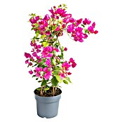Bougainvillea sanderiana 21 Pyramide