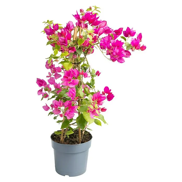 Piardino Drillingsblume Pyramide - Bougainvillea sanderiana, Topfgröße: 19 cm - Bougainvillea-Topfpflanze mit leuchtend pinkfarbenen Blüten und grünen Blättern, die an Bambusstäben hochranken. Dekorative Zimmerpflanze für Zuhause.
