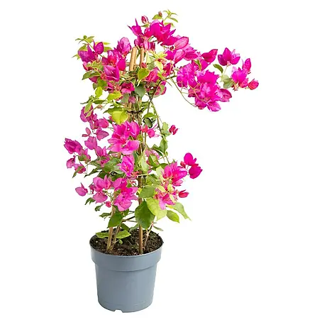 Piardino  Drillingsblume Pyramide