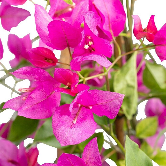 Bougainvillea sanderiana 21 Pyramide
