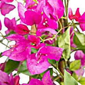 Bougainvillea sanderiana 21 Pyramide