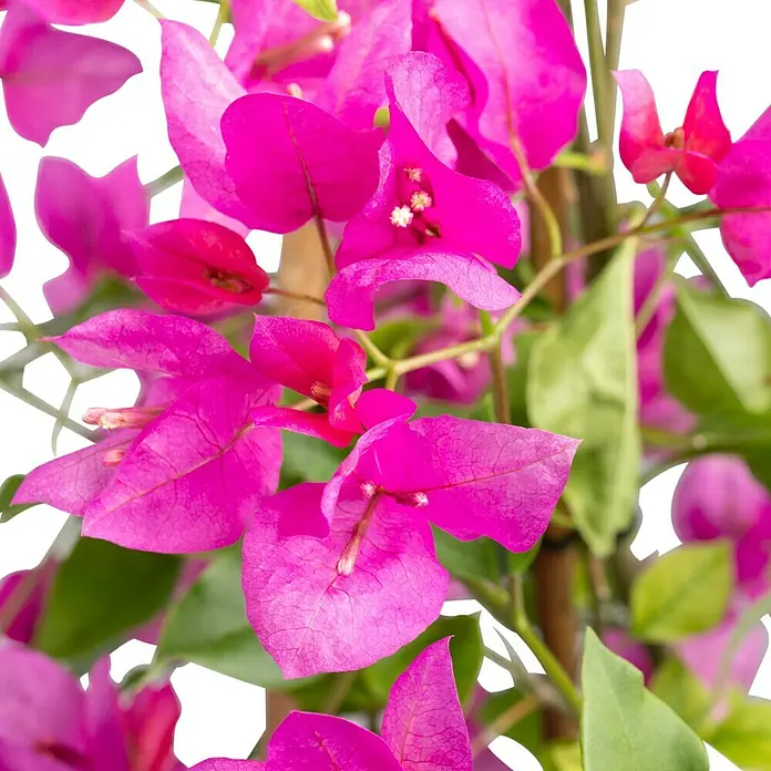 Piardino Drillingsblume Pyramide - Bougainvillea sanderiana, Topfgröße: 19 cm - Nahaufnahme von leuchtend pinkfarbenen Bougainvillea-Blüten mit grünen Blättern und einem braunen Stiel im Hintergrund.