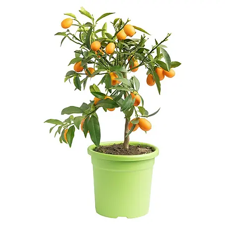 Kumquat