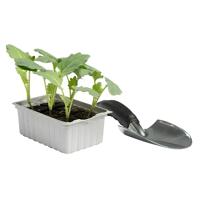 Piardino Brokkoli 6er Schale - Brassica oleracea italica, Erntezeit: Juli - Jungpflanzen in einem Anzuchtbehälter mit einer kleinen Gartenschaufel daneben. Ideal für den Start in die Gartensaison mit dem richtigen Werkzeug.